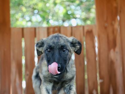 13 week old golden retriever/Malinois Female