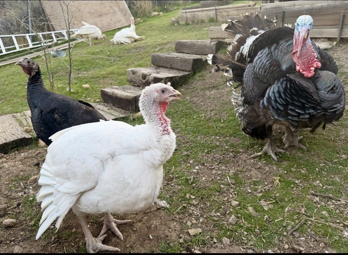 TURKEYS