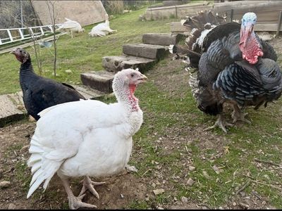 TURKEYS