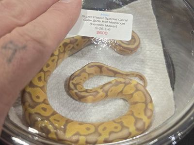 Male Super Pastel Special Coral Glow 50% Het Monsoon Ball Python