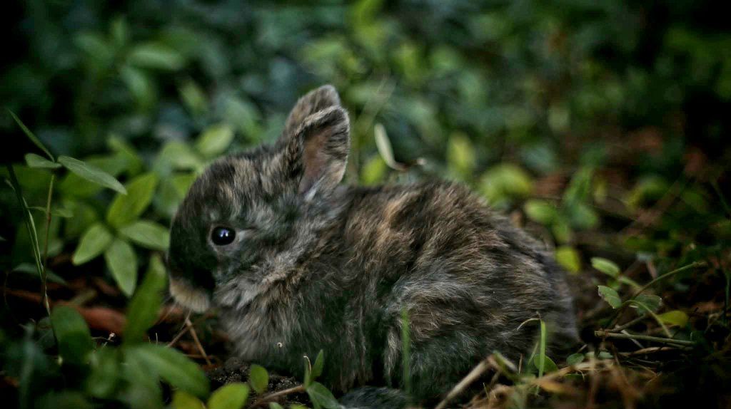 Baby Bunnies