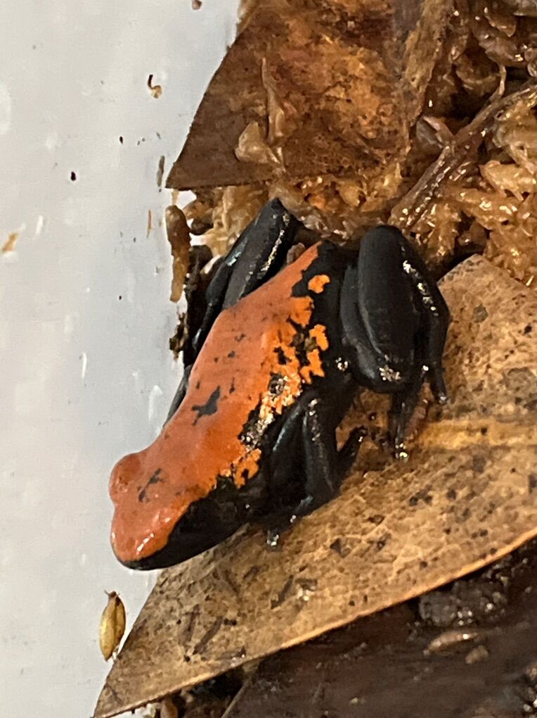 Red Dart Frogs Adelphobates galactonotus