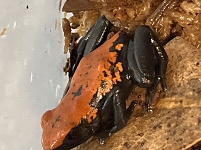 Red Dart Frogs Adelphobates galactonotus