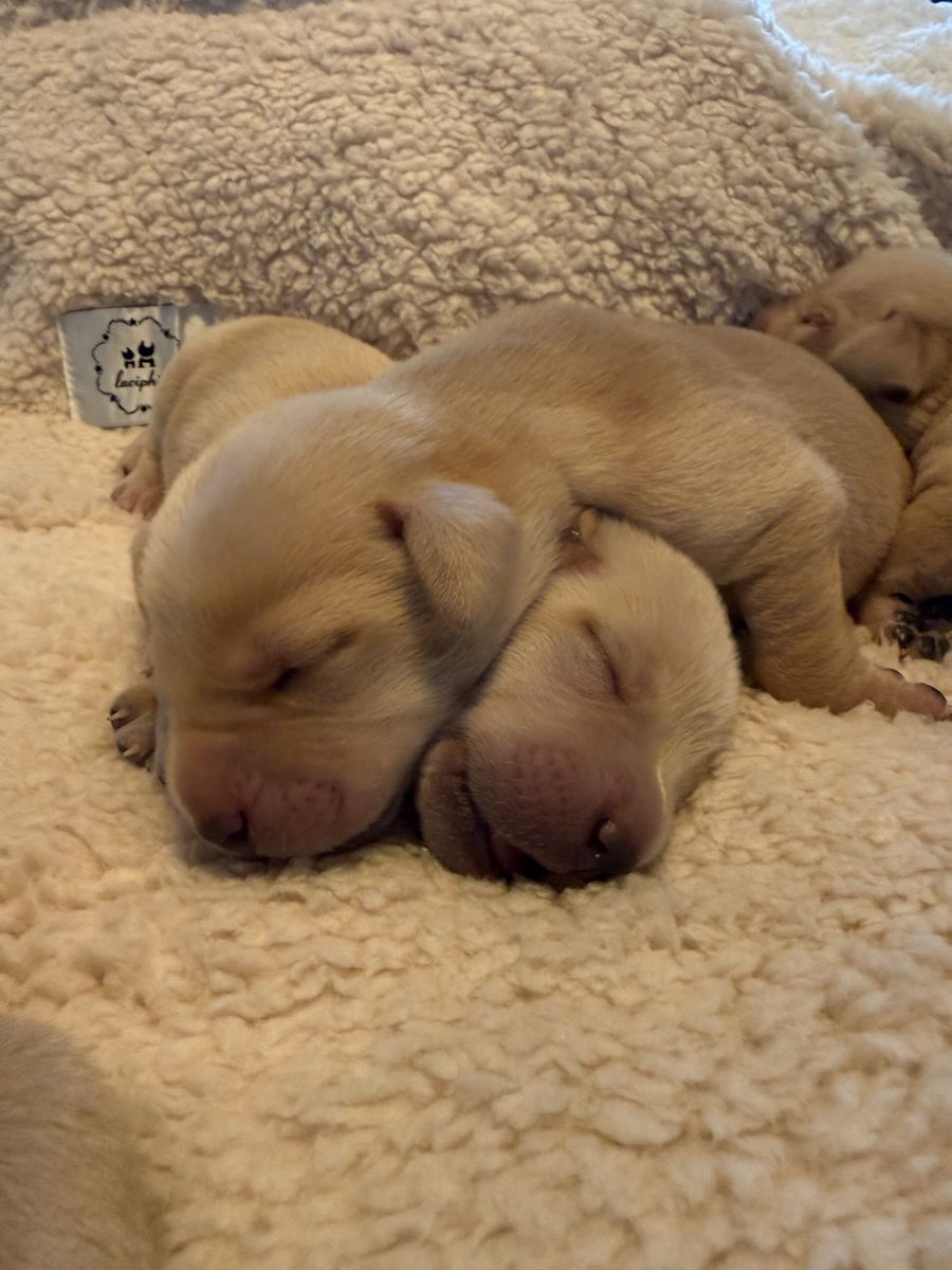 Adorable Labrador Retriever Puppies - Ready for Their Forever Homes!