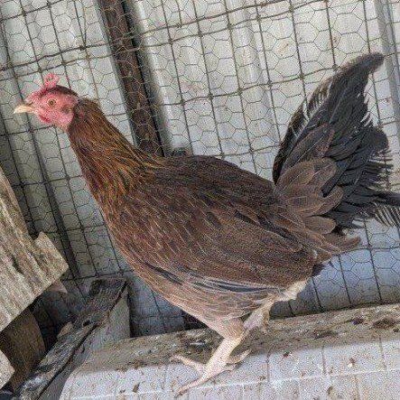 Beautiful game hen