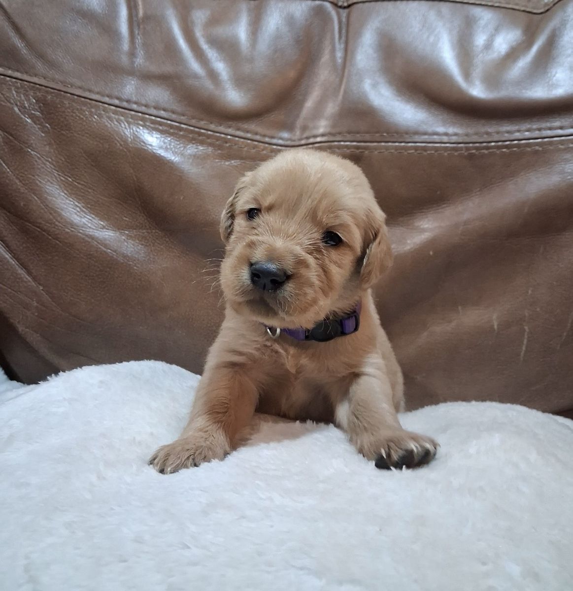 Golden Retriever Puppies AKC