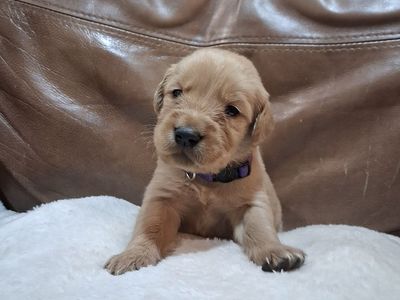 Golden Retriever Puppies AKC