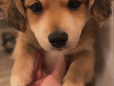 Dachshund/Pomeranian Puppies