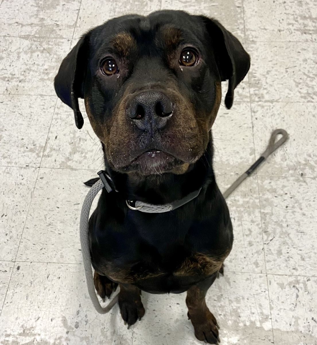 A164136 Butch, Available for Adoption