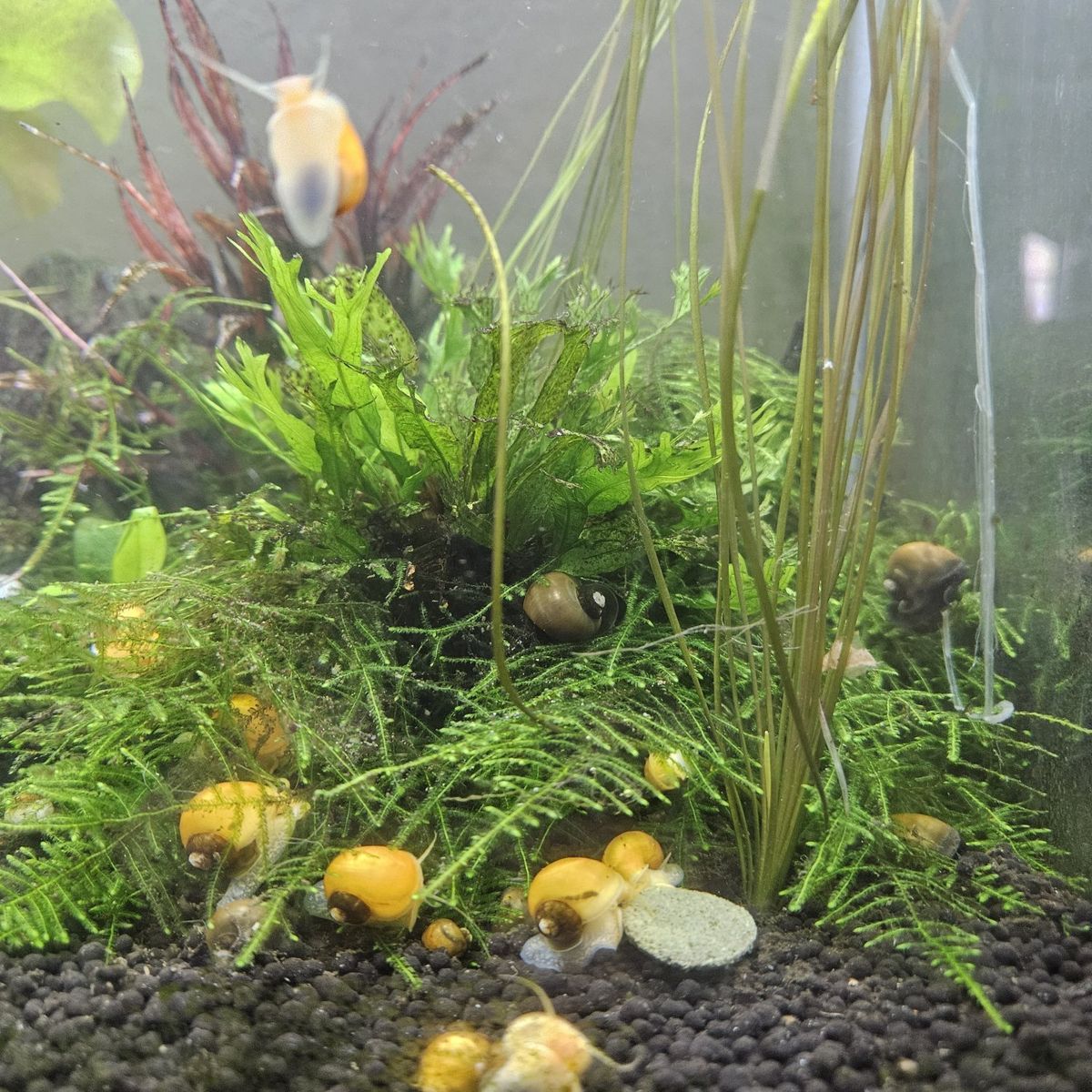 Mystery Snails babies