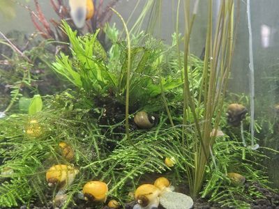 Mystery Snails babies