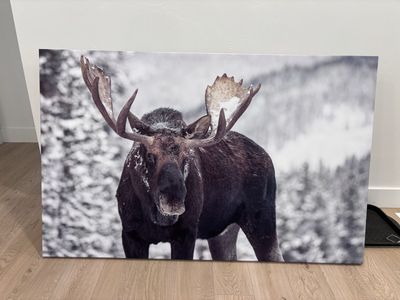 Moose in Snowy Forest Canvas Wall Art - Large Wildlife Photograph Decor