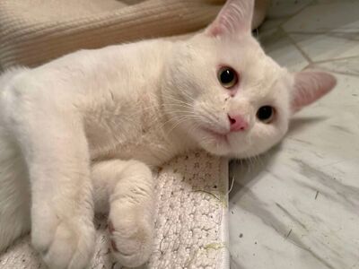 Domestic Short Hair