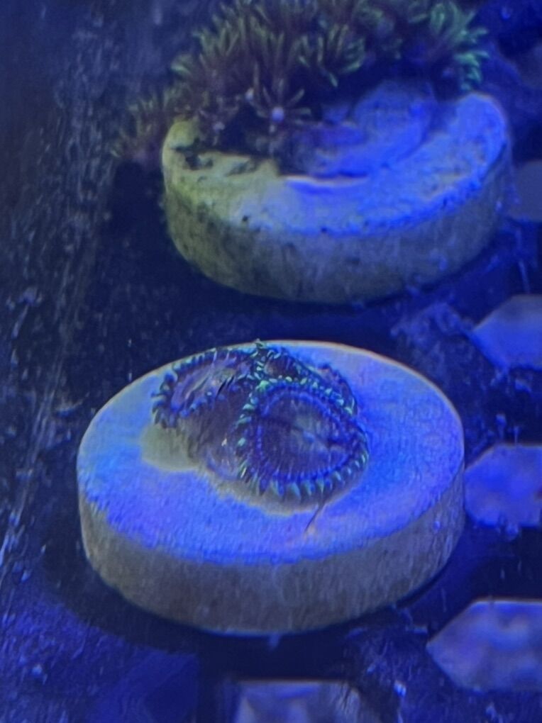 LKR Nirvana Zoa