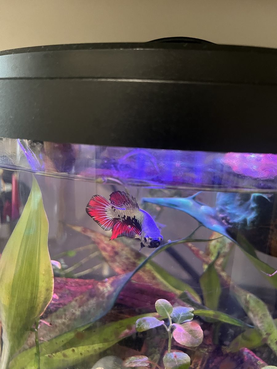 Betta fish and plants