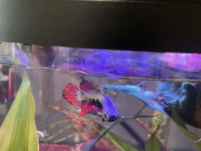 Betta fish and plants