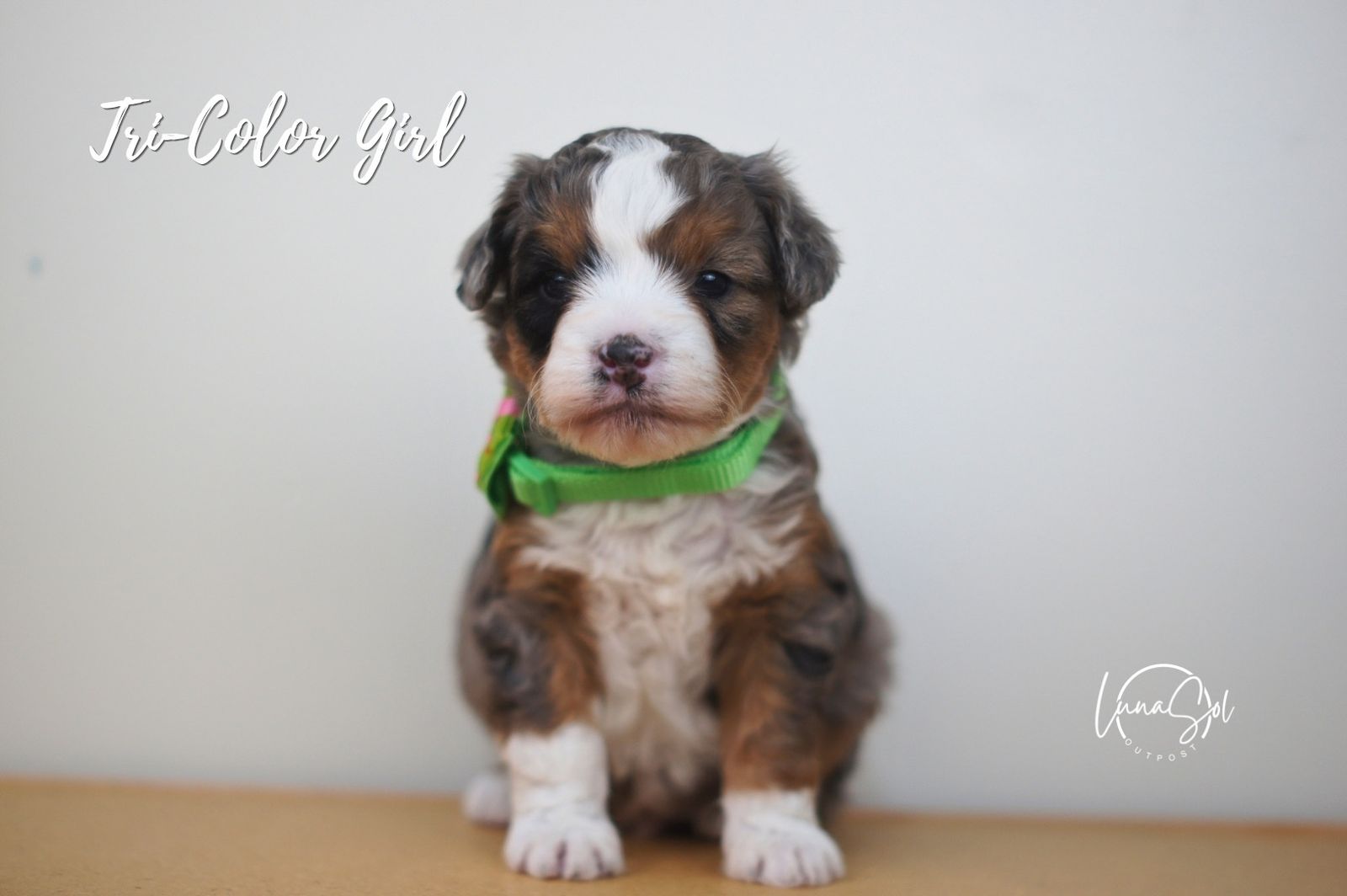 Adorable Mini Aussie Doodles for Sale!