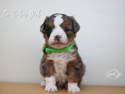 Adorable Mini Aussie Doodles for Sale!