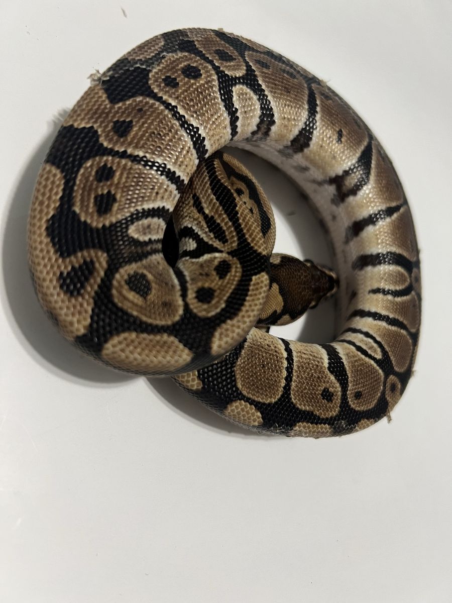 Ball Python Reptile #11