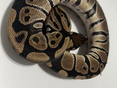Ball Python Reptile #11