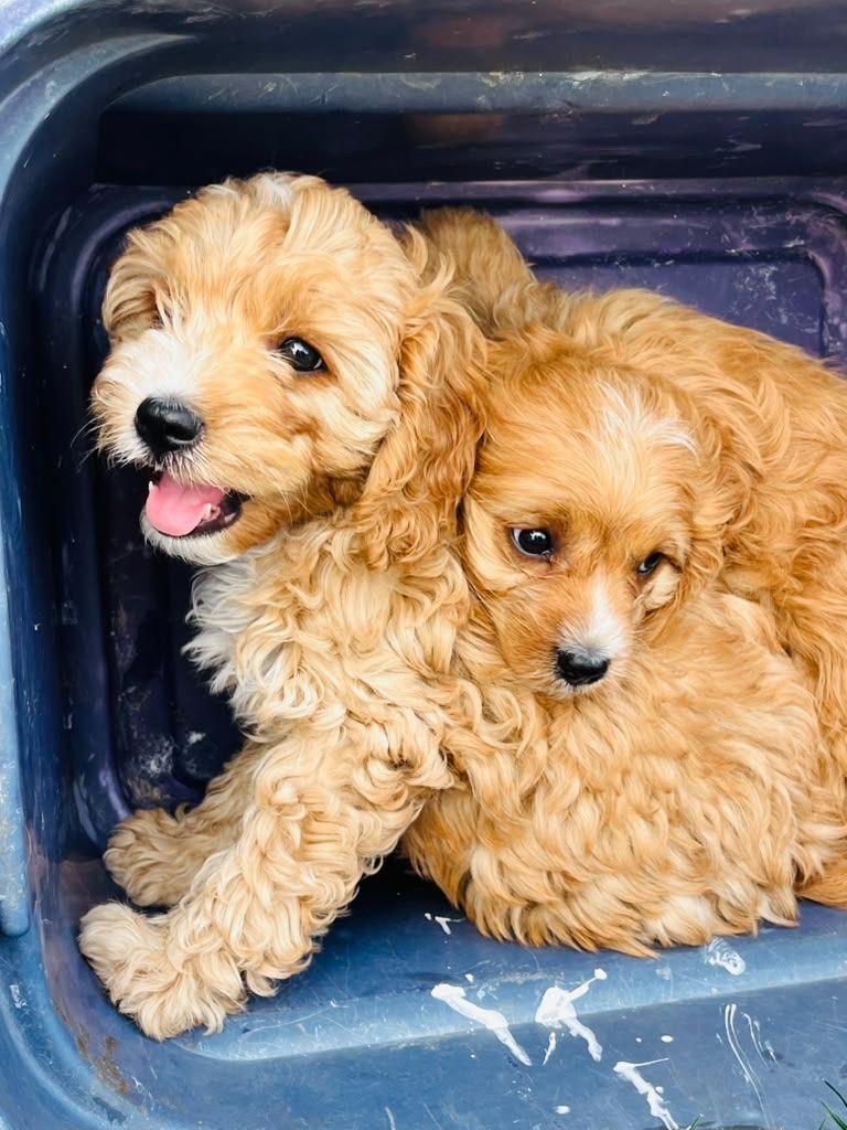 Cavapoo puppies