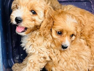 Cavapoo puppies