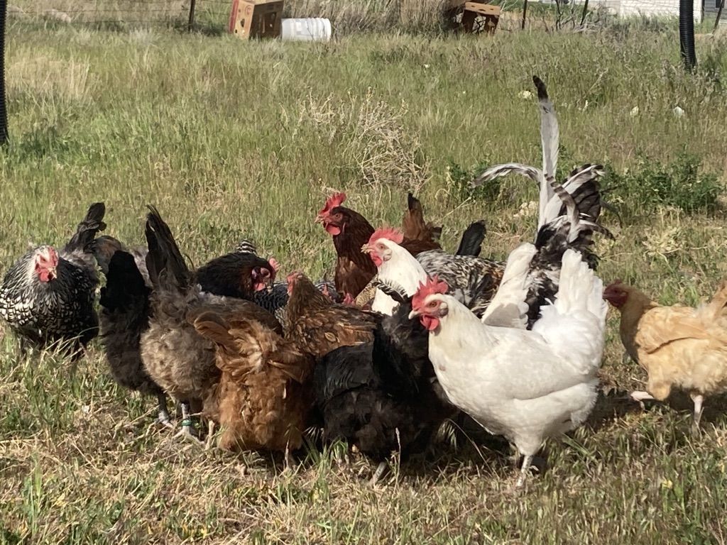1 1/2-2 Year Old Laying Hens