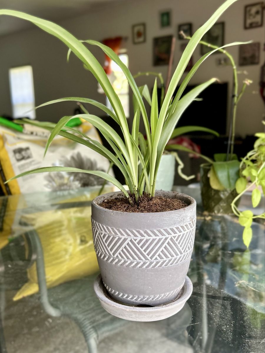 Spider Plant in Gray Geometric Patterned Pot with Drainage Tray