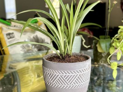 Spider Plant in Gray Geometric Patterned Pot with Drainage Tray