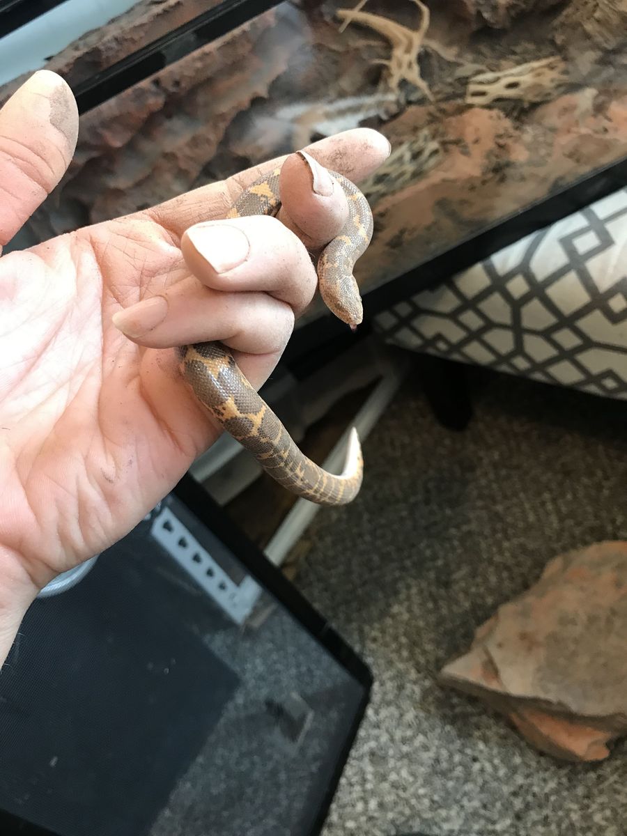 Kenyan Sand Boa With Enclosure
