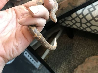 Kenyan Sand Boa With Enclosure