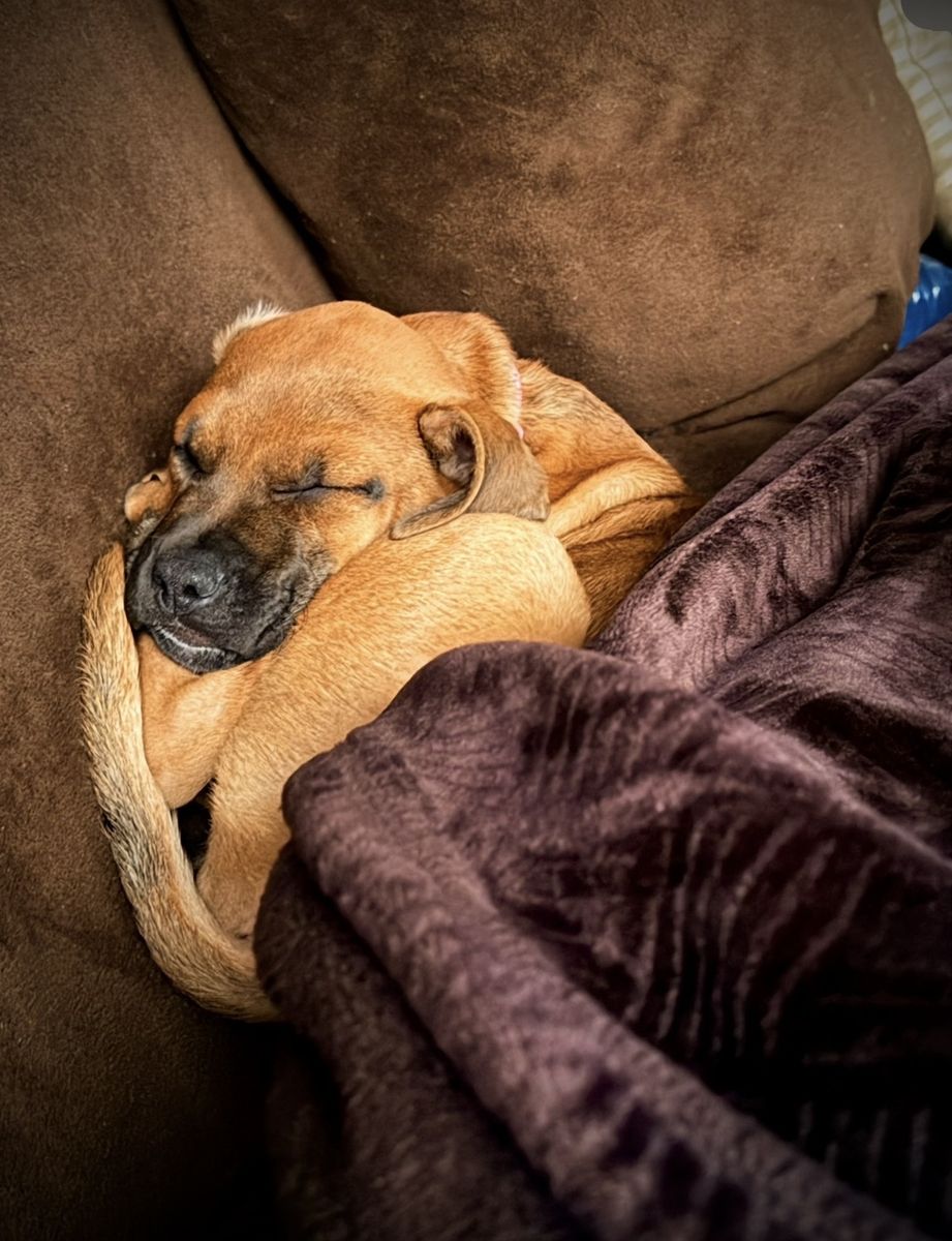 Cane Corso Boerboel mix puppy