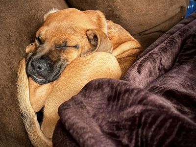 Cane Corso Boerboel mix puppy