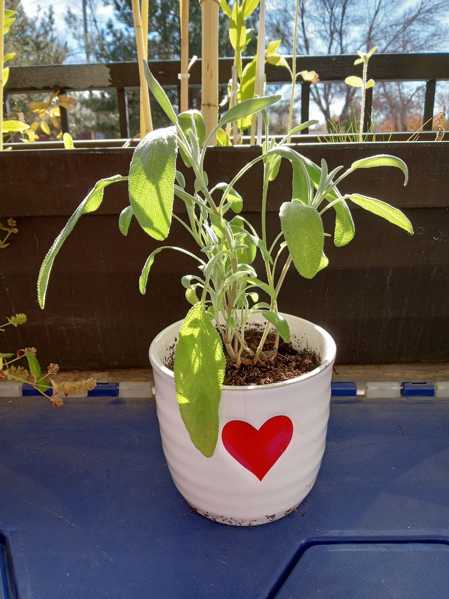 Potted live herb sage ceramic pot cash only