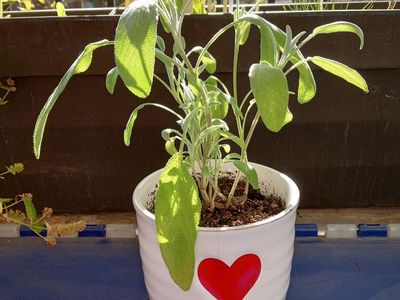 Potted live herb sage ceramic pot cash only