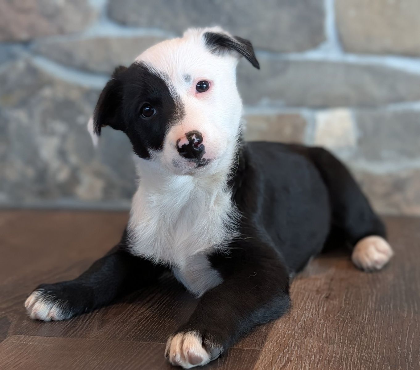 Male Border Collie