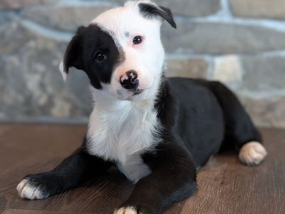 Male Border Collie