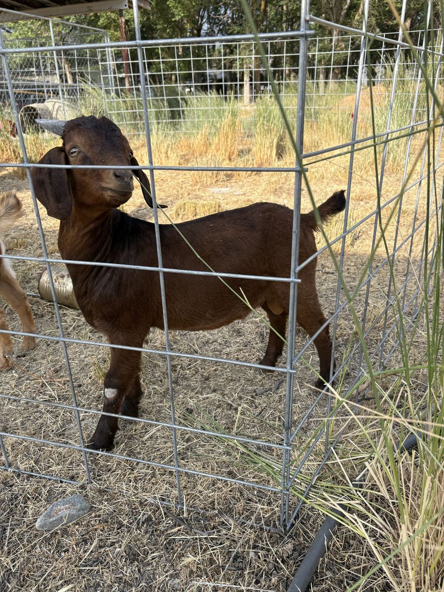 Boer/spanish Buckling