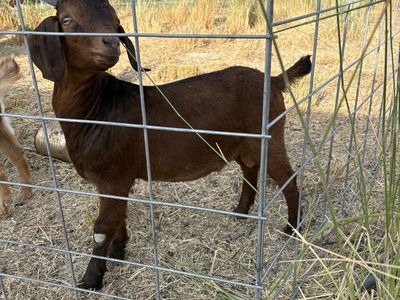 Boer/spanish Buckling