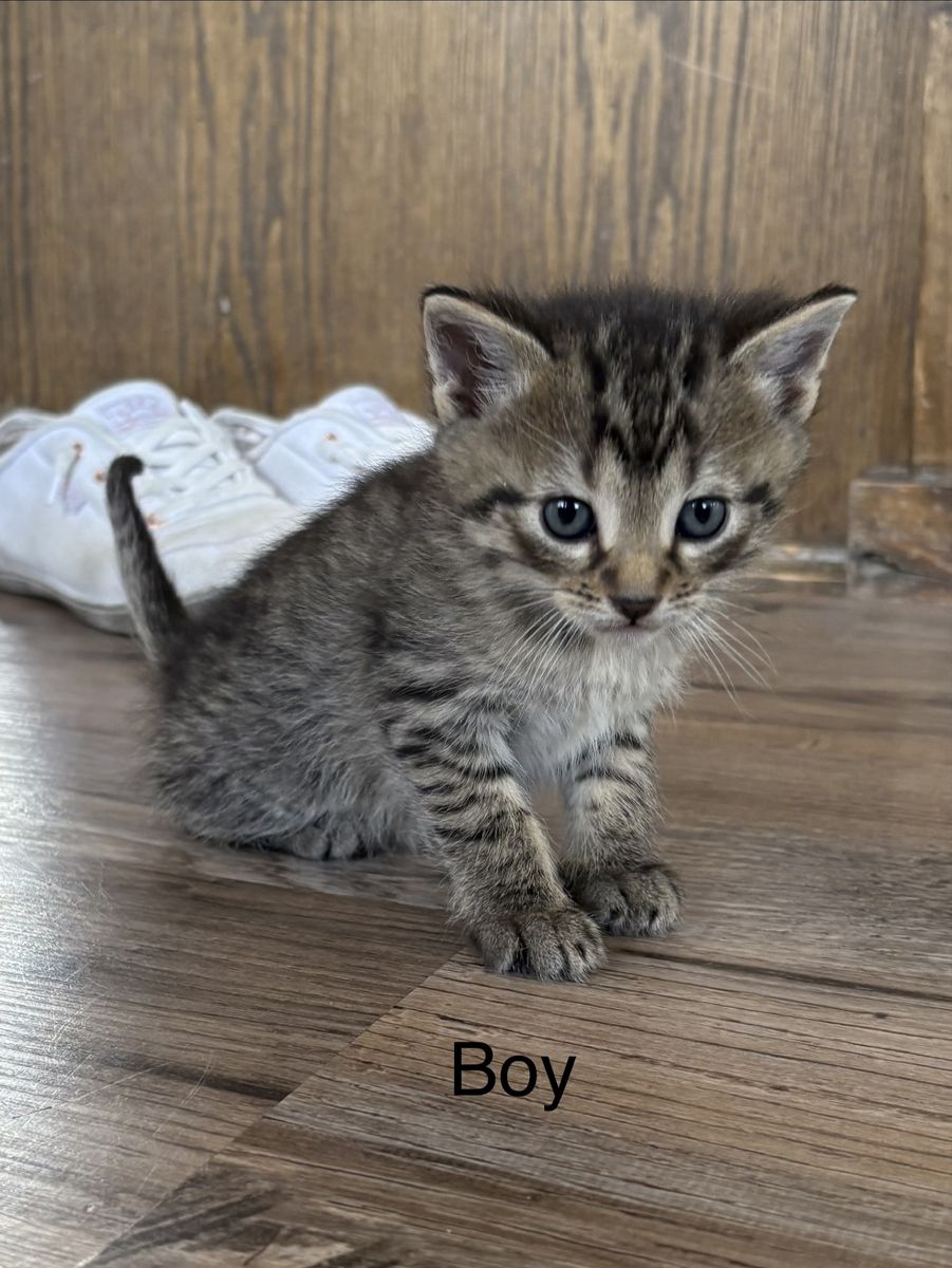 Adorable Kittens - Boys & Girls Available - Ready for Their Forever Homes