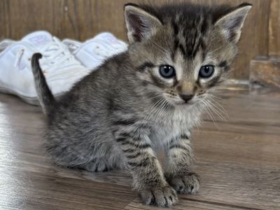 Adorable Kittens - Boys & Girls Available - Ready for Their Forever Homes