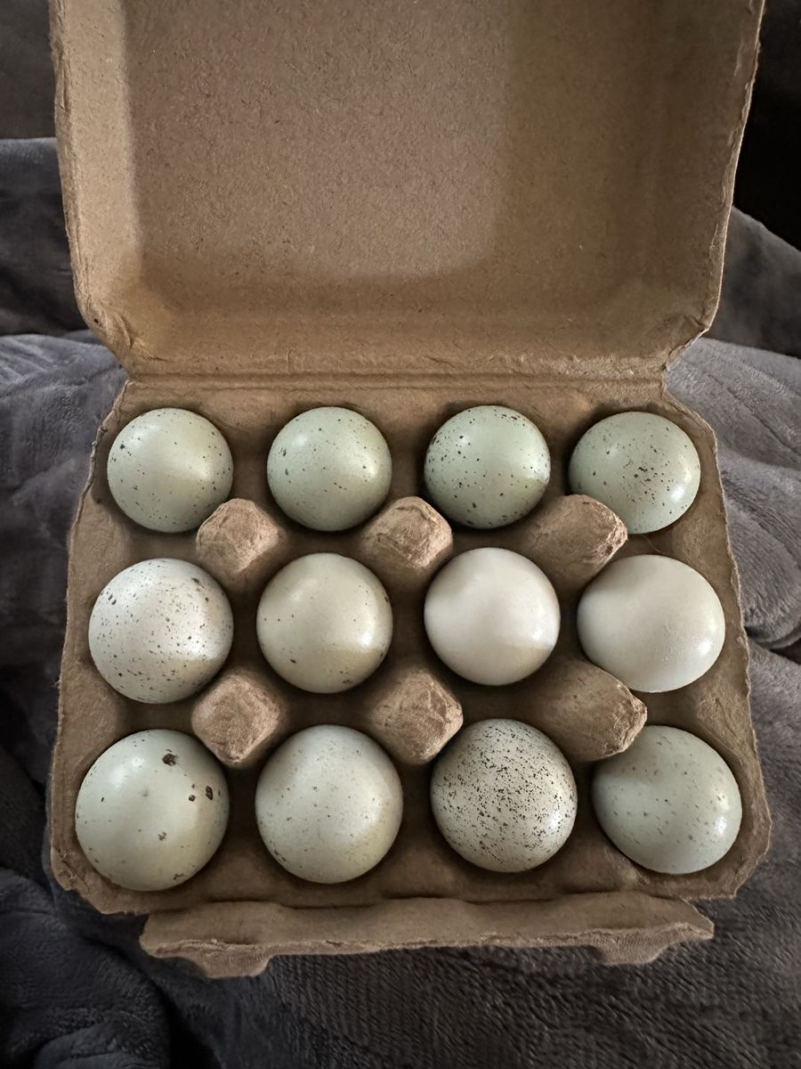 Coturnix Celadon Quail Hatching Eggs