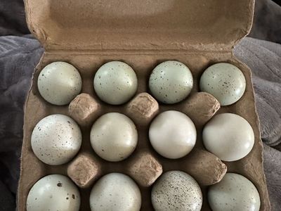Coturnix Celadon Quail Hatching Eggs