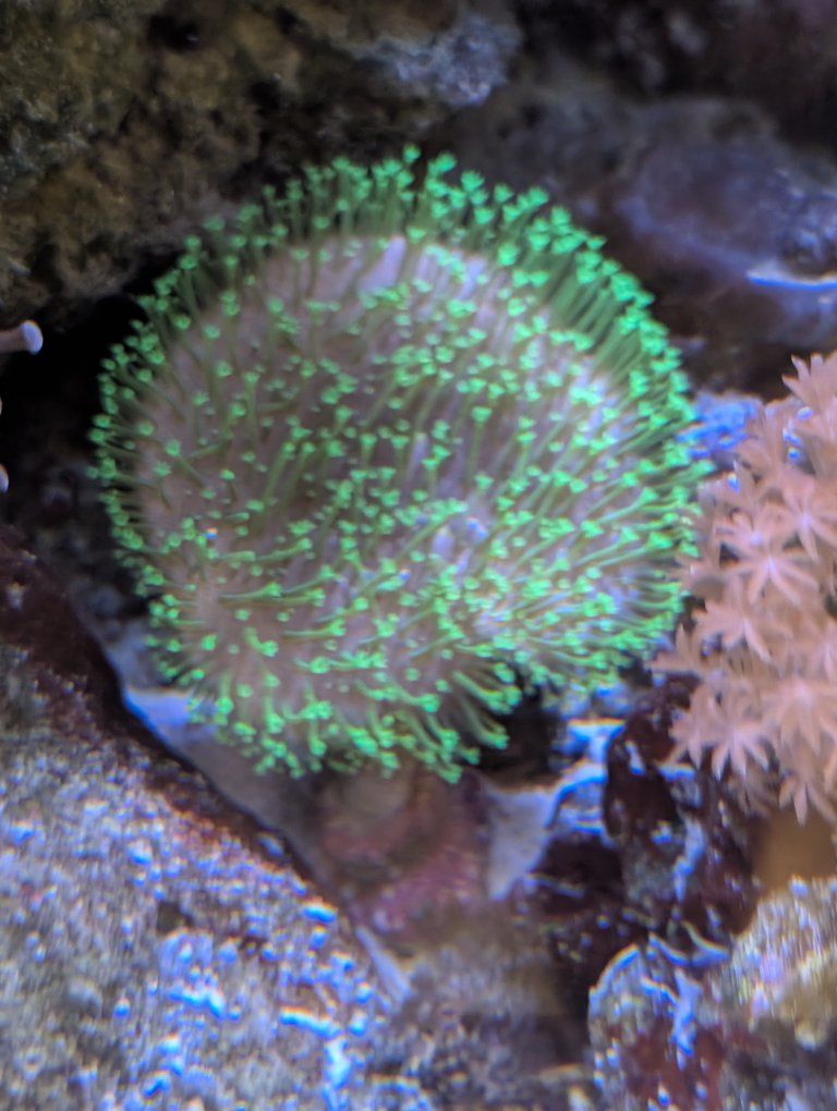 Live Saltwater Coral Frags - Green Polyp Leather, Candy canes, space invader chalice