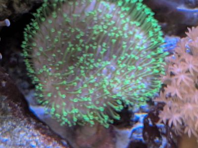 Live Saltwater Coral Frags - Green Polyp Leather, Candy canes, space invader chalice