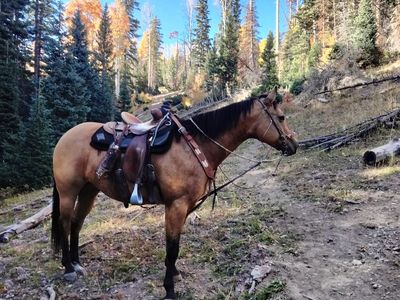 8 year old buckskin