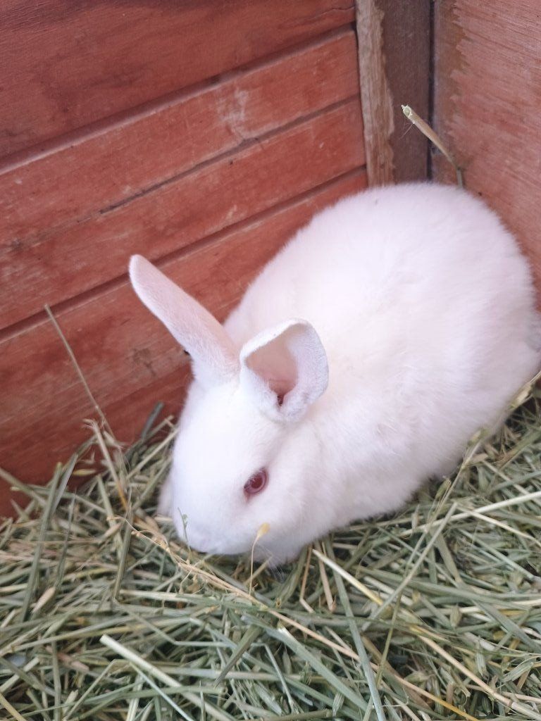 Super Cute Babies Bunnies New Zealand/Rex