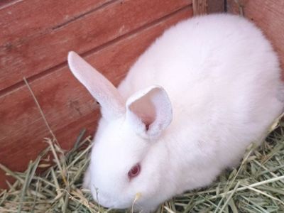 Super Cute Babies Bunnies New Zealand/Rex