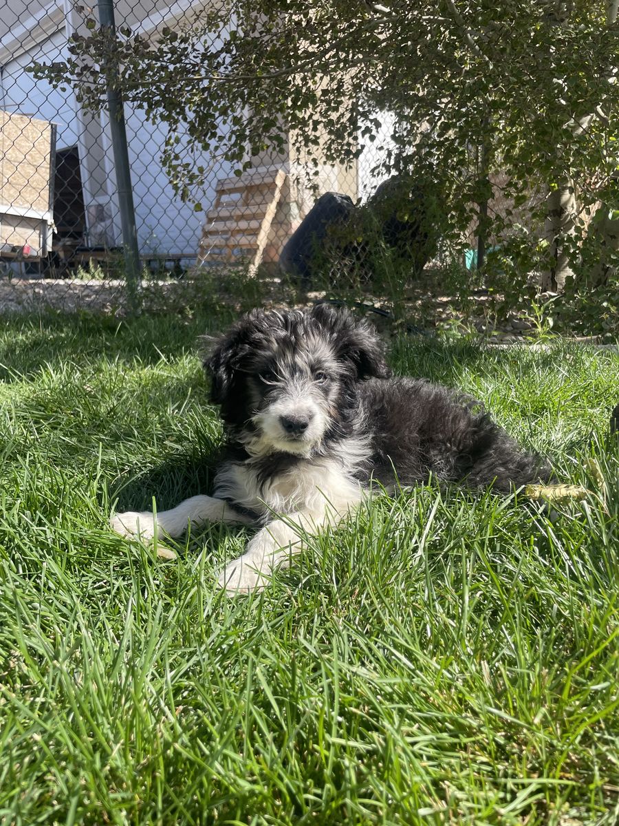 Mini Aussie Doodle puppy