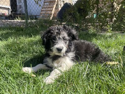 Mini Aussie Doodle puppy